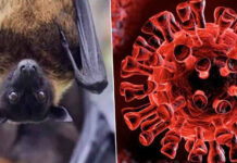 Thailand Confirms New Bat Coronavirus, No Human Cases Thailand Confirms New Bat Coronavirus, No Human Cases