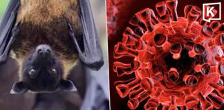 Thailand Confirms New Bat Coronavirus, No Human Cases Thailand Confirms New Bat Coronavirus, No Human Cases