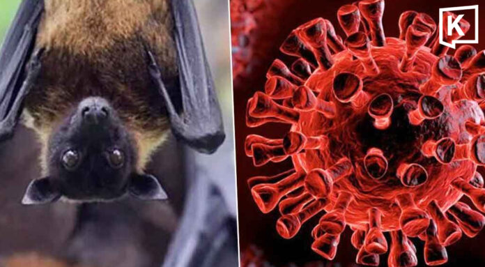 Thailand Confirms New Bat Coronavirus, No Human Cases Thailand Confirms New Bat Coronavirus, No Human Cases