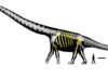 Thailand unveils largest dinosaur species ever found here Thailand unveils largest dinosaur species ever found here
