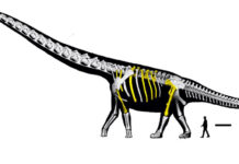 Thailand unveils largest dinosaur species ever found here Thailand unveils largest dinosaur species ever found here
