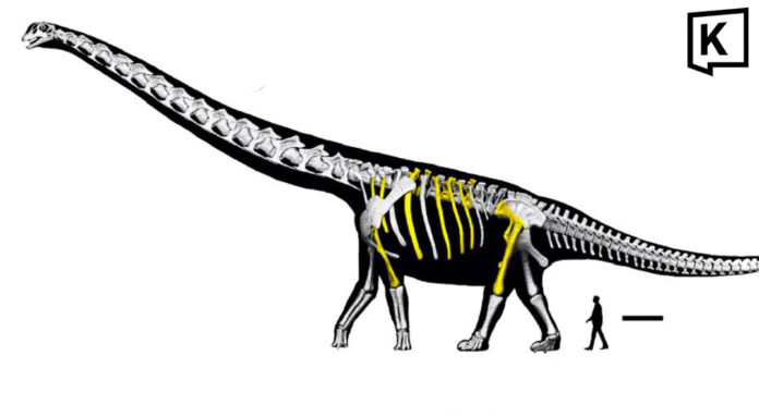 Thailand unveils largest dinosaur species ever found here
