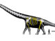 Thailand unveils largest dinosaur species ever found here Thailand unveils largest dinosaur species ever found here