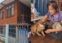 Thai grandmother spends life savings on a house — for her stray cats