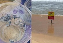 Don’t touch: Deadly jellyfish washing up on Phuket shores