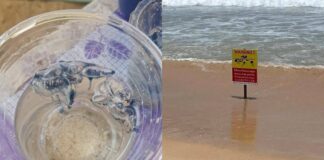 Don’t touch: Deadly jellyfish washing up on Phuket shores