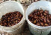 Rainy season sparks scarab beetle hunt in northeast Thailand Rainy season sparks scarab beetle hunt in northeast Thailand