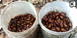Rainy season sparks scarab beetle hunt in northeast Thailand Rainy season sparks scarab beetle hunt in northeast Thailand