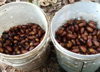 Rainy season sparks scarab beetle hunt in northeast Thailand Rainy season sparks scarab beetle hunt in northeast Thailand