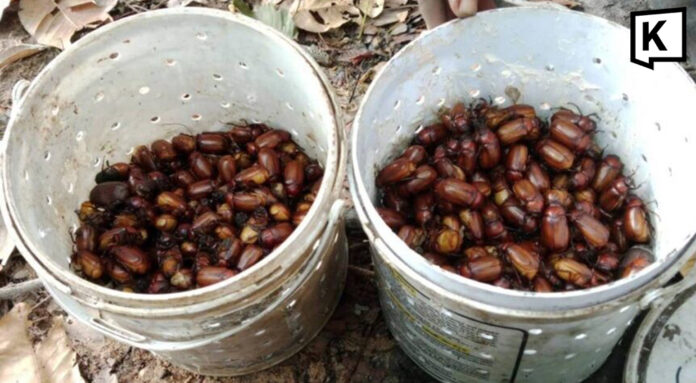 Rainy season sparks scarab beetle hunt in northeast Thailand