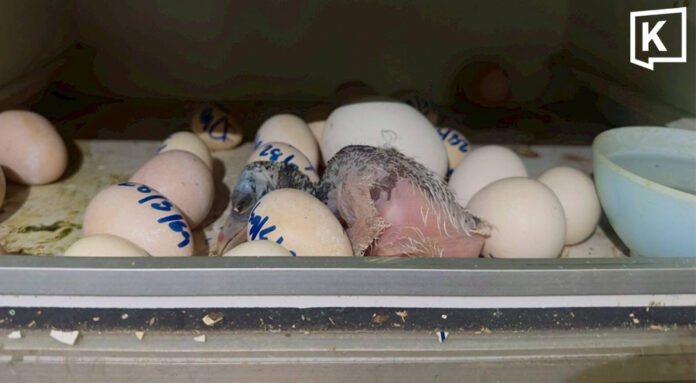 web bird_0 Khao Kheow zoo hatches Greater Adjutant chick for first time