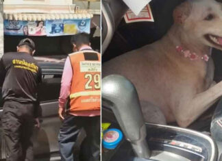 Two dogs rescued after hours trapped in hot car Two dogs rescued after hours trapped in hot car