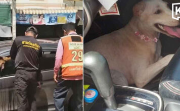 Two dogs rescued after hours trapped in hot car Two dogs rescued after hours trapped in hot car