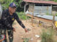 Wild elephant kills patrol leader in Buriram village Wild elephant kills patrol leader in Buriram village