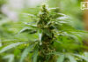 Thailand steps up medical cannabis enforcement with more than 1,200 inspections nationwide
