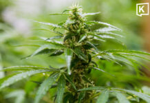 Thailand steps up medical cannabis enforcement with more than 1,200 inspections nationwide