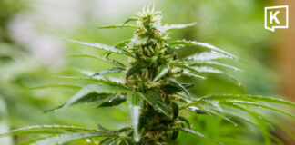 Thailand steps up medical cannabis enforcement with more than 1,200 inspections nationwide