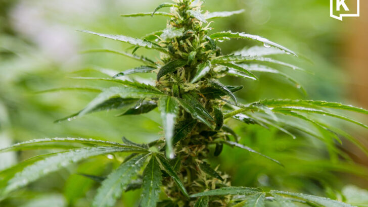 Thailand steps up medical cannabis enforcement with more than 1,200 inspections nationwide