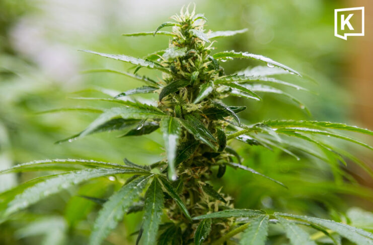 Thailand steps up medical cannabis enforcement with more than 1,200 inspections nationwide