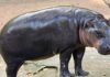 Khao Kheow Open Zoo offers fans chance to become Moo Deng’s keeper for a day