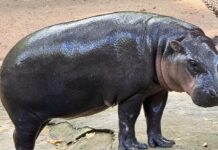 Khao Kheow Open Zoo offers fans chance to become Moo Deng’s keeper for a day