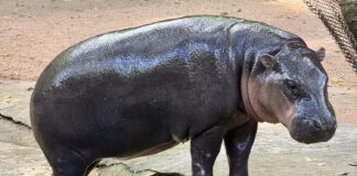 Khao Kheow Open Zoo offers fans chance to become Moo Deng’s keeper for a day
