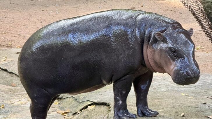 Khao Kheow Open Zoo offers fans chance to become Moo Deng’s keeper for a day