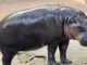 Khao Kheow Open Zoo offers fans chance to become Moo Deng’s keeper for a day PAAAAA1BMVEWurq51dlI4AAAAAXRSTlMmkutdmwAAAA5JREFUKM9jGAWjYJABAAKUAAHoEAeuAAAAAElFTkSuQmCC