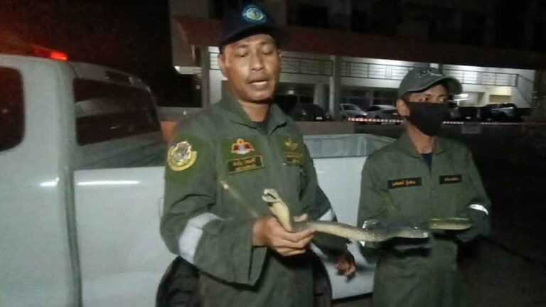 Cobra spreading its hood