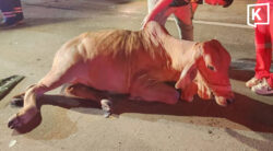 Cow causes highway pile-up in Chiang Mai, 6 injured