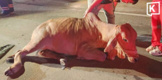 Cow causes highway pile-up in Chiang Mai, 6 injured Cow causes highway pile-up in Chiang Mai, 6 injured