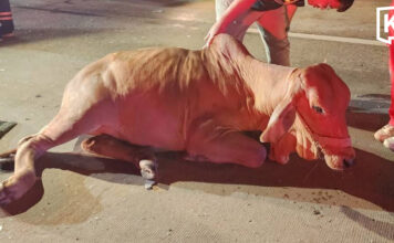 Cow causes highway pile-up in Chiang Mai, 6 injured Cow causes highway pile-up in Chiang Mai, 6 injured