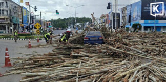 Eucalyptus load spills after truck loses control