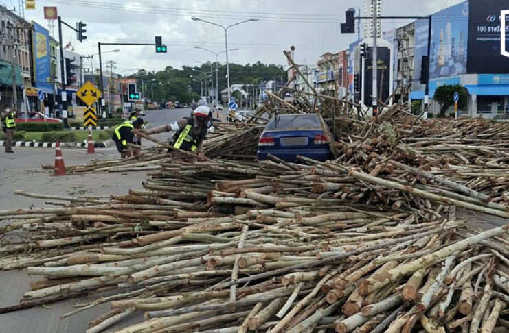 Eucalyptus load spills after truck loses control