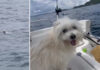 Fishing Boat Skipper Rescues Exhausted Dog at Sea Fishing Boat Skipper Rescues Exhausted Dog at Sea