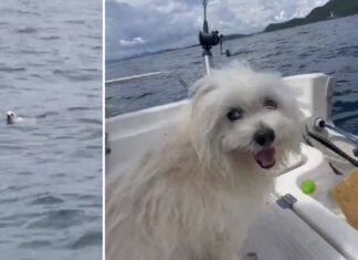 Fishing Boat Skipper Rescues Exhausted Dog at Sea Fishing Boat Skipper Rescues Exhausted Dog at Sea