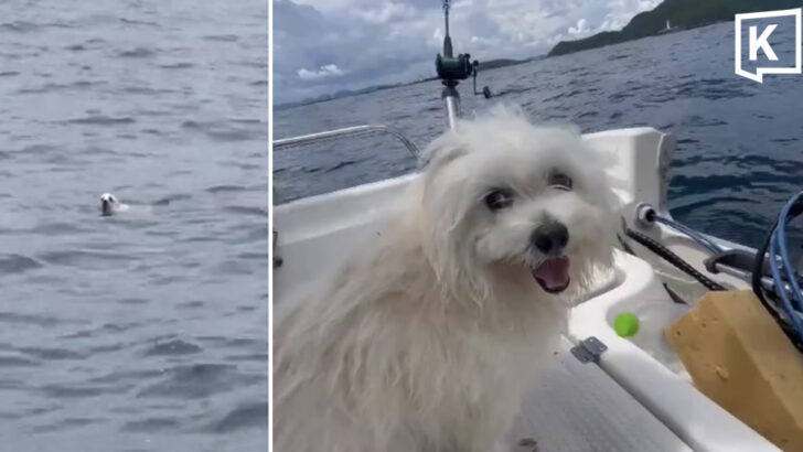 Fishing Boat Skipper Rescues Exhausted Dog at Sea