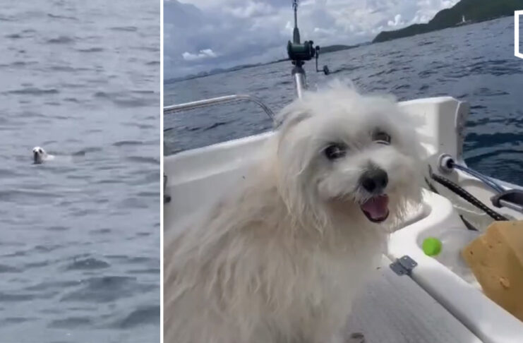 Fishing Boat Skipper Rescues Exhausted Dog at Sea Fishing Boat Skipper Rescues Exhausted Dog at Sea