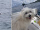 Fishing Boat Skipper Rescues Exhausted Dog at Sea Fishing Boat Skipper Rescues Exhausted Dog at Sea