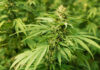 Govt to digitize cannabis exports as trade tops 2.566 billion baht Govt to digitize cannabis exports as trade tops 2.566 billion baht