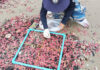 Millions of pink sea cucumbers wash ashore in Rayong Millions of pink sea cucumbers wash ashore in Rayong