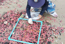 Millions of pink sea cucumbers wash ashore in Rayong Millions of pink sea cucumbers wash ashore in Rayong