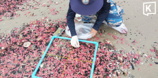 Millions of pink sea cucumbers wash ashore in Rayong Millions of pink sea cucumbers wash ashore in Rayong