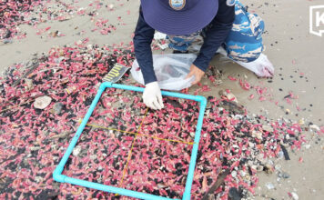 Millions of pink sea cucumbers wash ashore in Rayong Millions of pink sea cucumbers wash ashore in Rayong