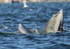 More than 13 Bryde’s whales spotted off Bang Saen coast More than 13 Bryde's whales spotted off Bang Saen coast