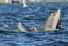 More than 13 Bryde’s whales spotted off Bang Saen coast More than 13 Bryde's whales spotted off Bang Saen coast