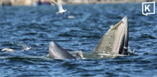 More than 13 Bryde’s whales spotted off Bang Saen coast More than 13 Bryde's whales spotted off Bang Saen coast