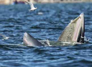 More than 13 Bryde’s whales spotted off Bang Saen coast More than 13 Bryde's whales spotted off Bang Saen coast