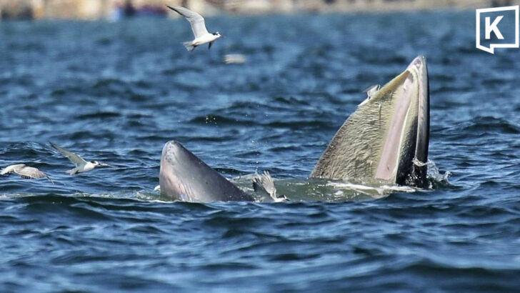 More than 13 Bryde’s whales spotted off Bang Saen coast