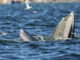 More than 13 Bryde’s whales spotted off Bang Saen coast More than 13 Bryde's whales spotted off Bang Saen coast